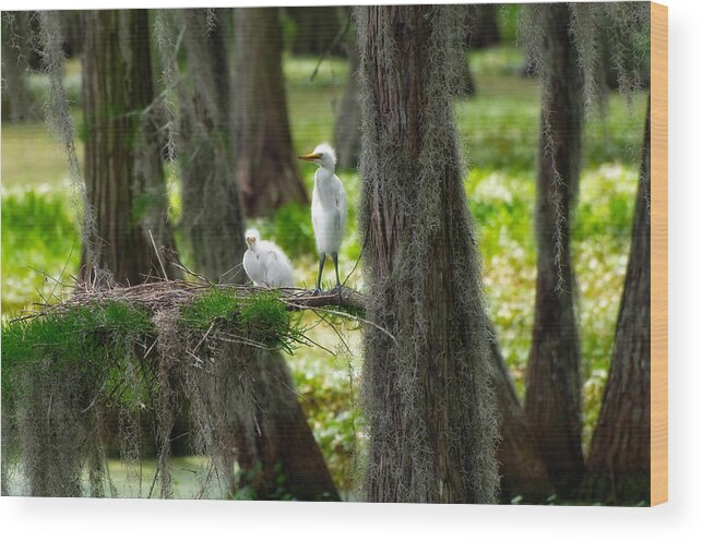 Bird Wood Print featuring the photograph Two Baby Great Egrets and Nest #1 by Richard Leighton