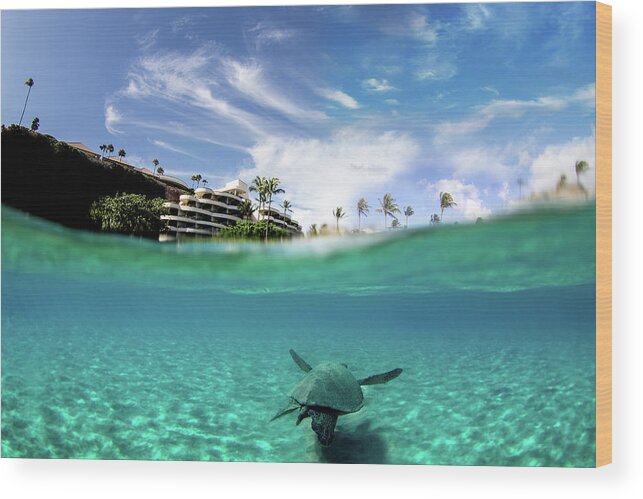 Turtle Wood Print featuring the photograph Two Worlds #1 by Micah Roemmling