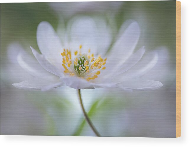 Flower Wood Print featuring the photograph Untitled #1 by Mandy Disher