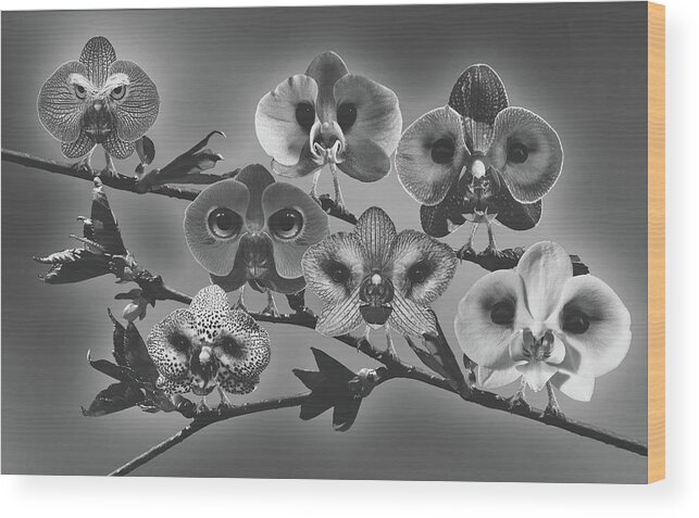 Orchids Wood Print featuring the mixed media We See You #1 by Mountain Dreams