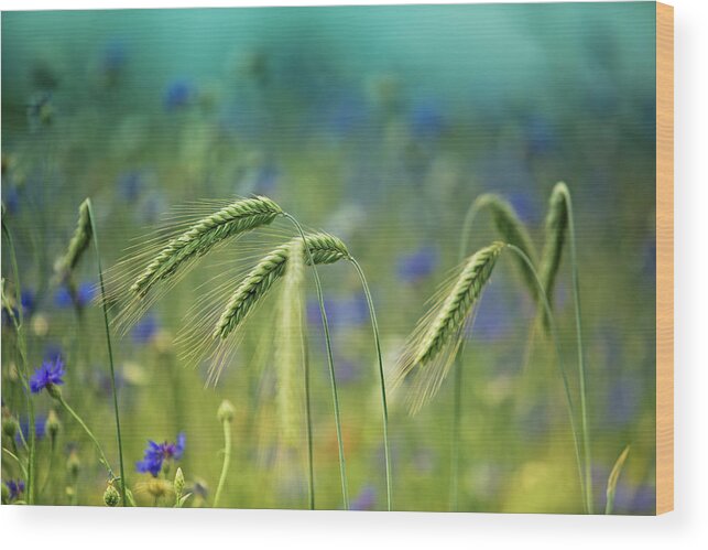 Wheat Wood Print featuring the photograph Wheat And Corn Flowers by Nailia Schwarz