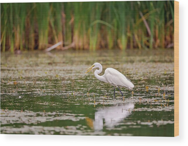 Animal Wood Print featuring the photograph White, Great Egret by Peter Lakomy