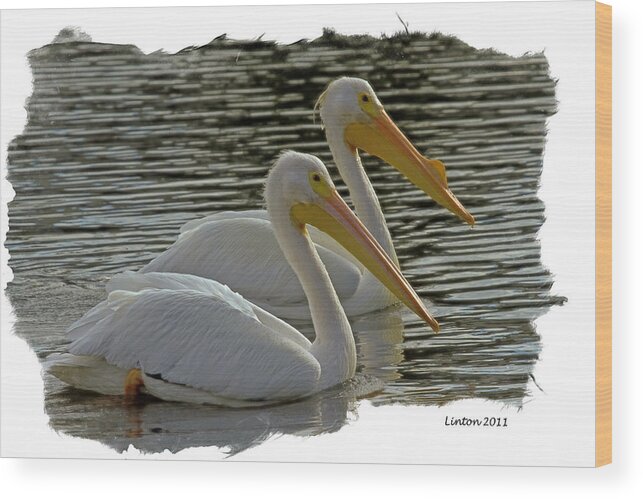 American White Pelican Wood Print featuring the digital art White Pelican Pair #1 by Larry Linton