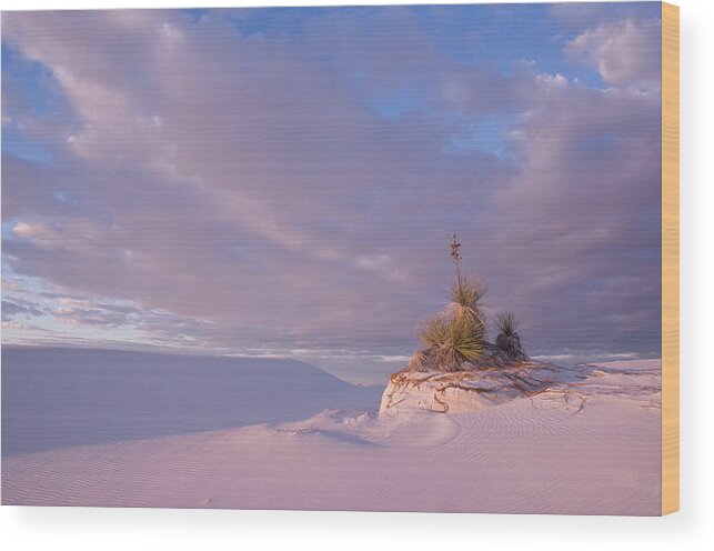Sunset Sand Yucca Sky Clouds Pink New Mexico White Colorful Wood Print featuring the photograph White sands at Sunset #1 by Carolyn D'Alessandro