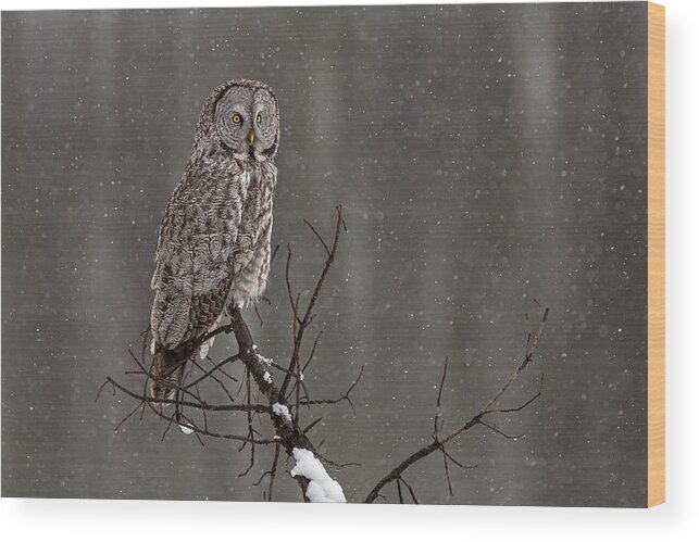 Bird Wood Print featuring the photograph Winterstill #1 by Sandy Sisti