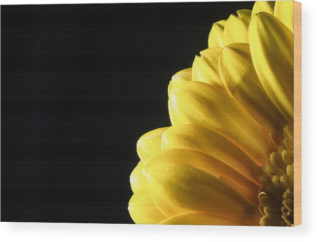 Color Wood Print featuring the photograph Yellow Gerbera Flower #1 by John Williams