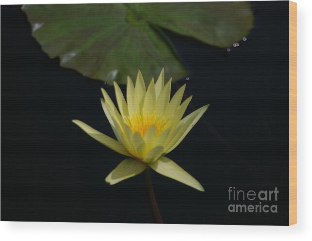 Yellow Wood Print featuring the photograph Yellow Lotus Waterlily #2 by Jackie Irwin
