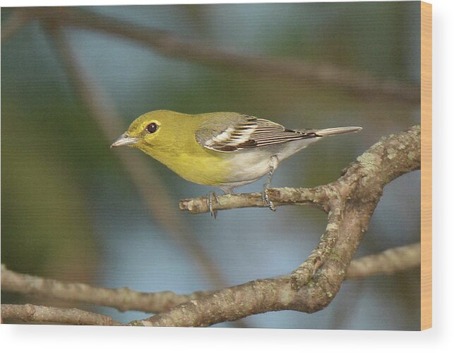 Bird Wood Print featuring the photograph Yellow-throated Vireo #1 by Alan Lenk