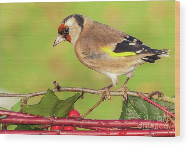 Goldfinch Wood Print featuring the photograph European goldfinch bird close up  #6 by Simon Bratt