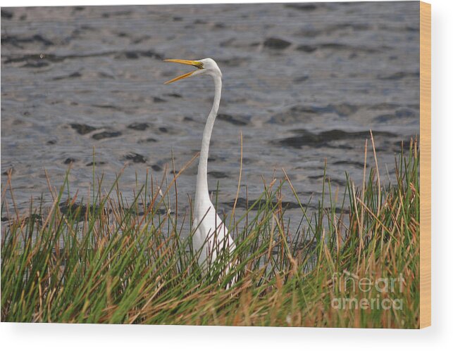 Great Egret Wood Print featuring the photograph 10- Great Egret by Joseph Keane