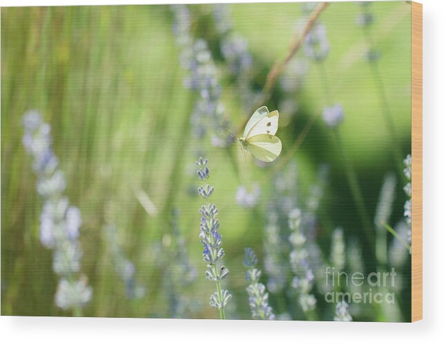 Animal Wood Print featuring the photograph Pieris brassicae, the large white, also called cabbage butterfly #10 by Amanda Mohler