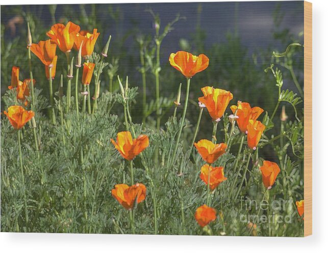 Poppies Wood Print featuring the photograph Poppies #10 by Marc Bittan