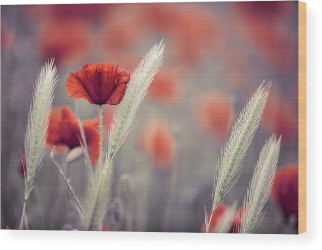 Poppy Wood Print featuring the photograph Summer Poppy Meadow #10 by Nailia Schwarz