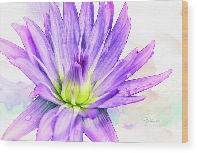 Water Lily Wood Print featuring the photograph 10889 Purple Lily by Pamela Williams