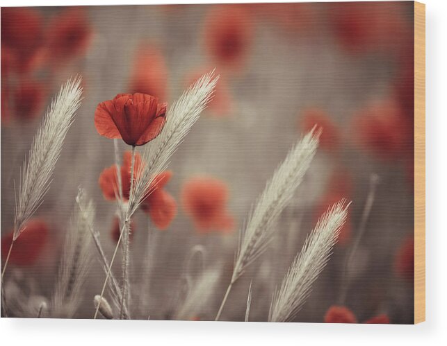 Poppy Wood Print featuring the photograph Summer Poppy Meadow by Nailia Schwarz