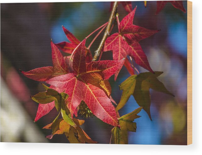 Fall Wood Print featuring the photograph Fall foliage #12 by Asif Islam