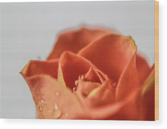 Roses Wood Print featuring the photograph Orange #12 by Amanda Armstrong