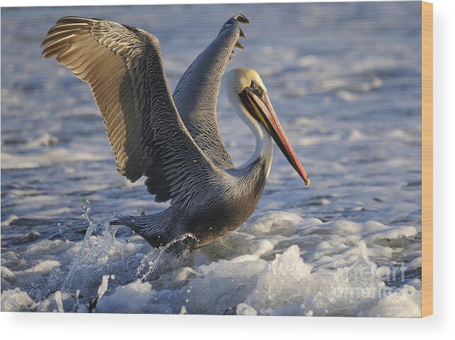 Pelican Wood Print featuring the photograph Pelican #12 by Marc Bittan