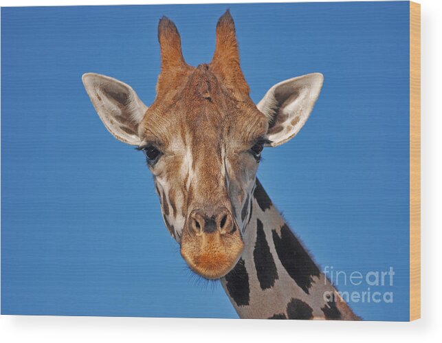 Giraffe Wood Print featuring the photograph 13- Giraffe by Joseph Keane