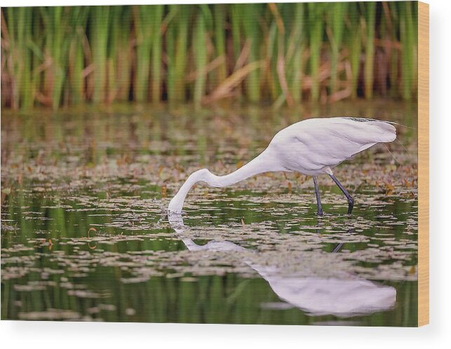 Animal Wood Print featuring the photograph White, Great Egret #14 by Peter Lakomy