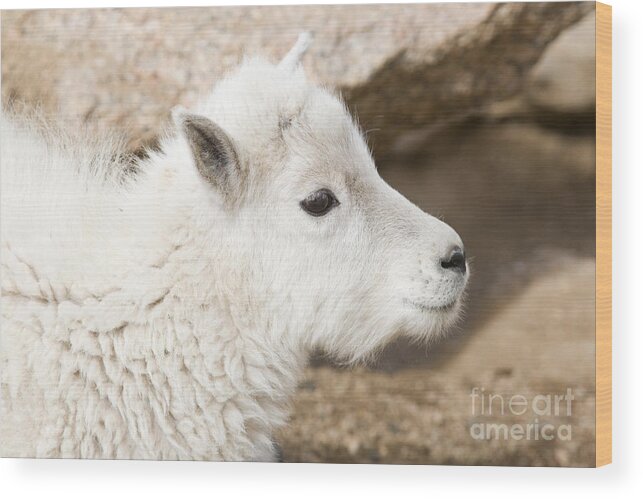 Goat Wood Print featuring the photograph Baby Mountain Goats on Mount Evans #15 by Steven Krull