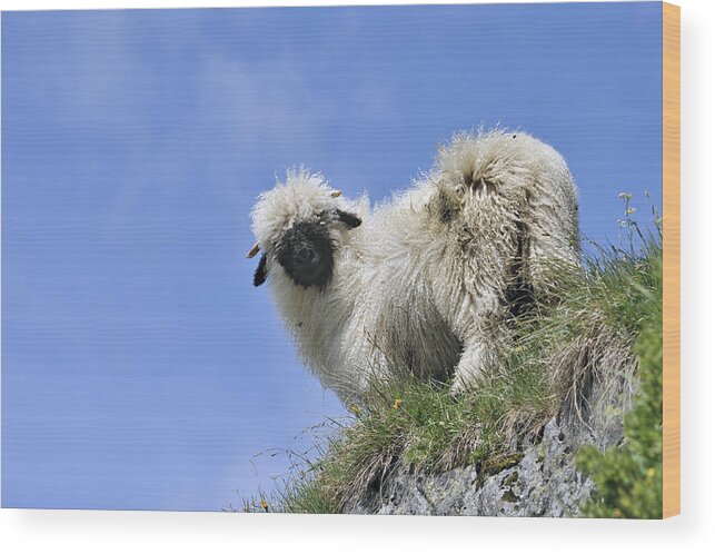 Walliser Schwarznase Wood Print featuring the photograph Valais Blacknose Sheep by Arterra Picture Library