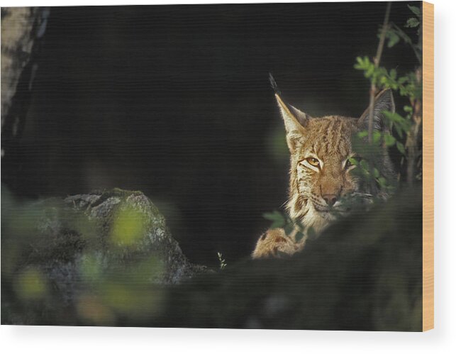 Eurasian Lynx Wood Print featuring the photograph 151001p105 by Arterra Picture Library