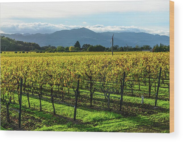 Green Wood Print featuring the photograph Napa Valley California Vineyard #18 by Brandon Bourdages