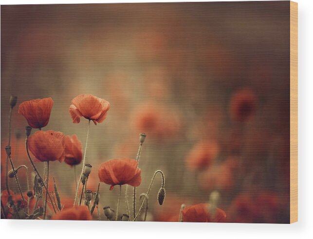 Poppy Wood Print featuring the photograph Poppy Meadow #19 by Nailia Schwarz
