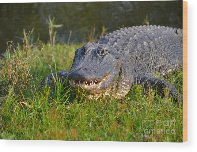Alligator Wood Print featuring the photograph 2- Alligator by Joseph Keane