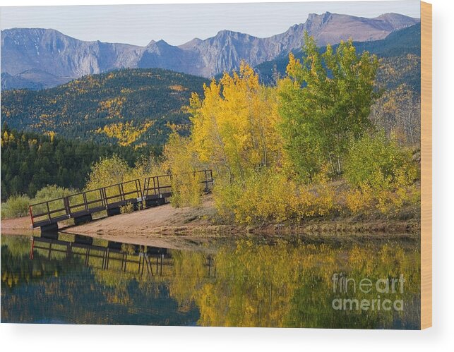 Pikes Peak Wood Print featuring the photograph Autumn Aspen at Crystal Creek Reservoir Pikes Peak #2 by Steven Krull