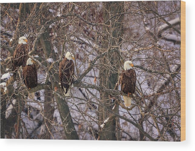 Illinois Wood Print featuring the photograph Bald Eagle by Peter Lakomy