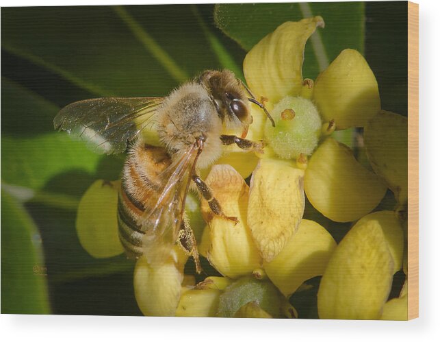 Animals Wood Print featuring the photograph Bees Gathering from Pittosporum Flowers #2 by Jim Thompson