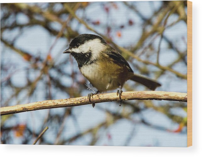 Bird Wood Print featuring the digital art Black Capped Chickadee #3 by Birdly Canada