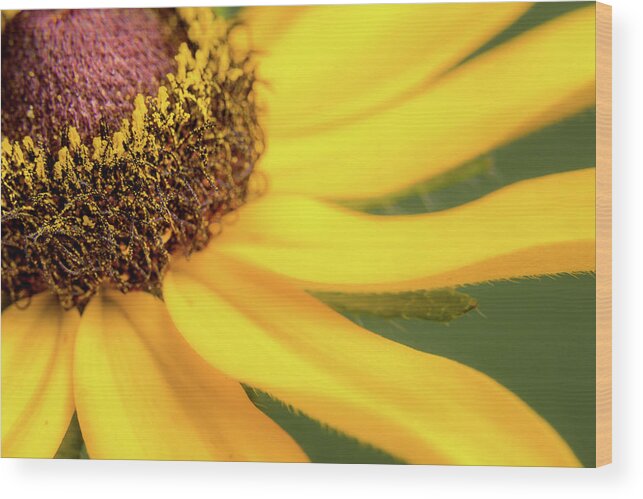 Black Eyed Susan Wood Print featuring the photograph Black-Eyed Susan #2 by Ron Pate