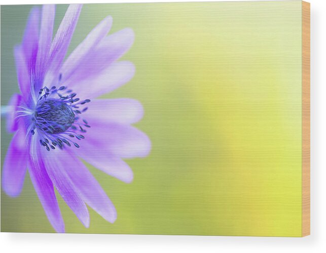 Dof Wood Print featuring the photograph Blue Violet Daisy Wildflower #2 by Dirk Ercken