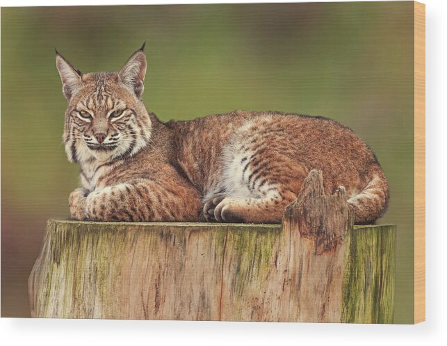 Animals Wood Print featuring the photograph Bobcat #2 by Brian Cross