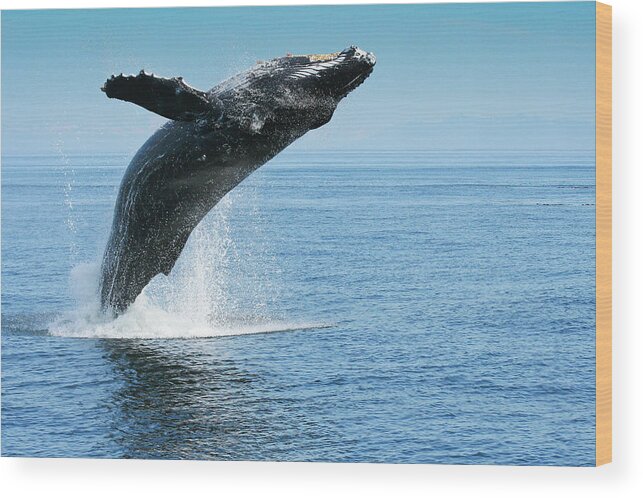Alaska Wood Print featuring the photograph Breaching humpback whales Happy-1 by Dorothy Darden