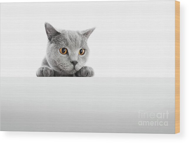 Cat Wood Print featuring the photograph British Shorthair cat isolated on white. Hunting #2 by Michal Bednarek