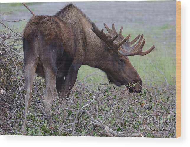 Alaska Wood Print featuring the photograph Bull Moose #2 by Steve Javorsky