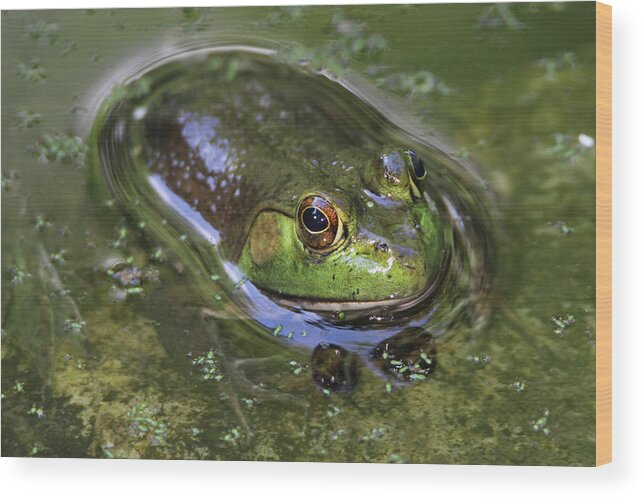 Bullfrog Wood Print featuring the photograph Bullfrog Stony Brook New York #2 by Bob Savage