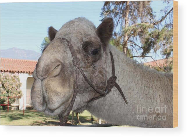 Ojai Wood Print featuring the photograph Camel #2 by Henrik Lehnerer