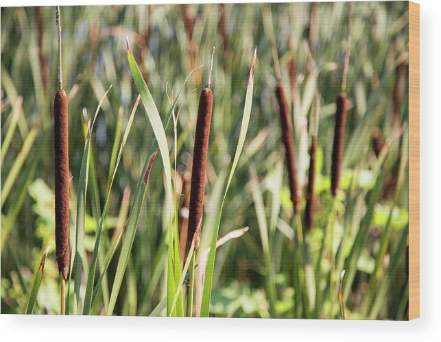 Cattails Wood Print featuring the photograph 2 Cattails by David Stasiak