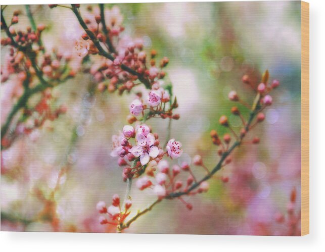 Cherry Blossoms Wood Print featuring the photograph Cherry Blossoms in Spring #2 by Peggy Collins