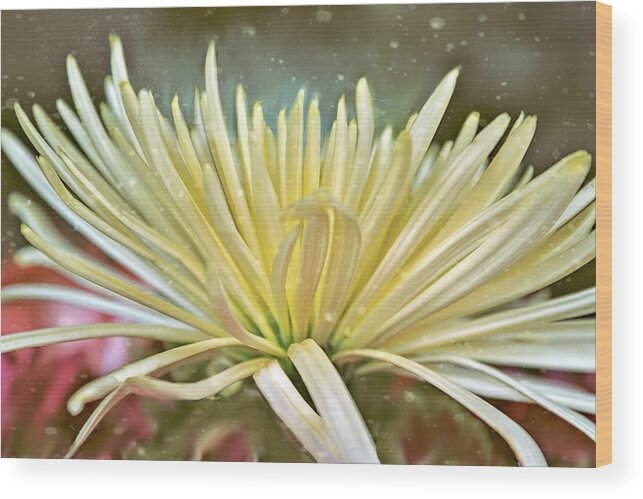 Daisy Wood Print featuring the digital art Daisy #2 by Bonnie Willis