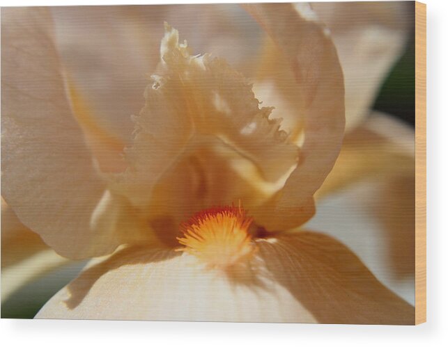 Delicate Wood Print featuring the photograph Delicate #3 by Trent Mallett