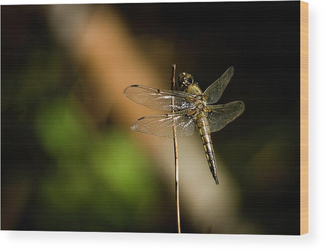 Dragonfly Wood Print featuring the photograph Dragonfly #2 by Benjamin Dahl
