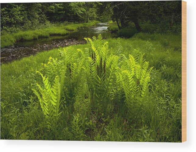 Kelly River Wilderness Wood Print featuring the photograph Fern Glow #2 by Irwin Barrett