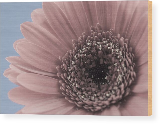 Flower Wood Print featuring the photograph Flowers #2 by John Paul Cullen