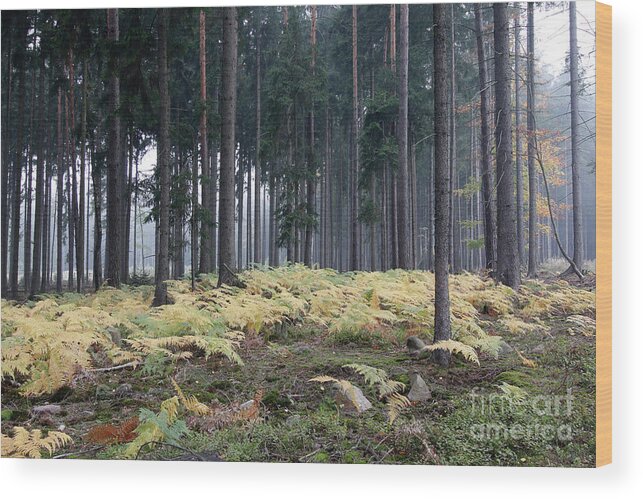 Forest Wood Print featuring the photograph Fog in the forest with ferns #2 by Michal Boubin